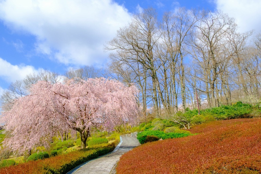 富士霊園（２）
