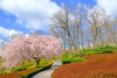 富士霊園（２）