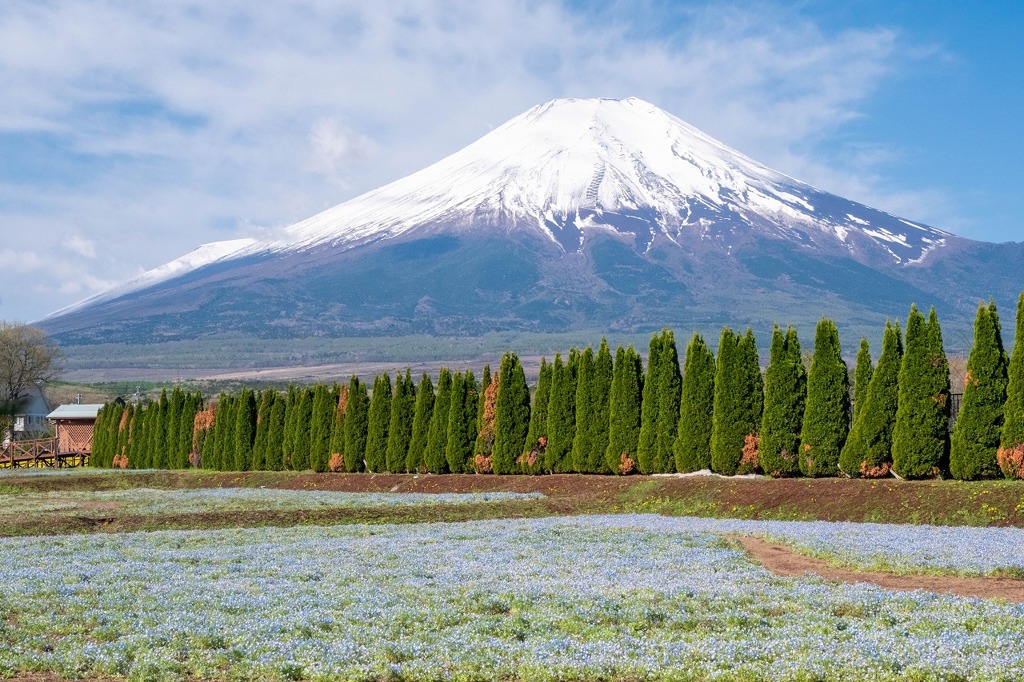 ゴールデンウィークの花の都（１）