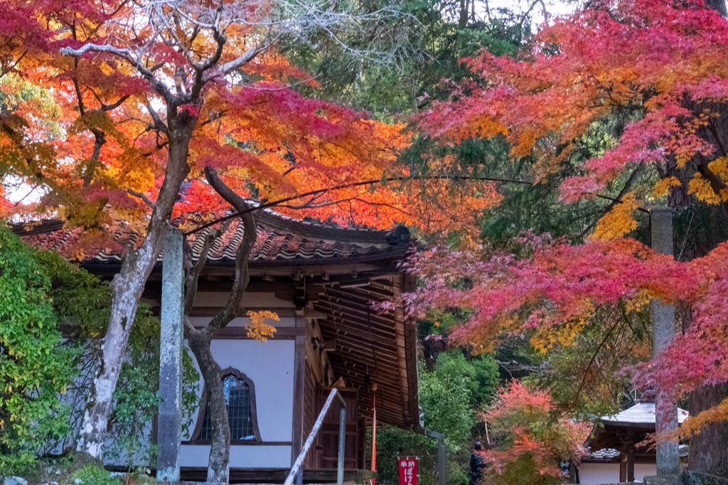12月の奈良（42）