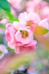 箱根の春（３）