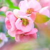 箱根の春（３）