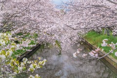 小川と桜（１）