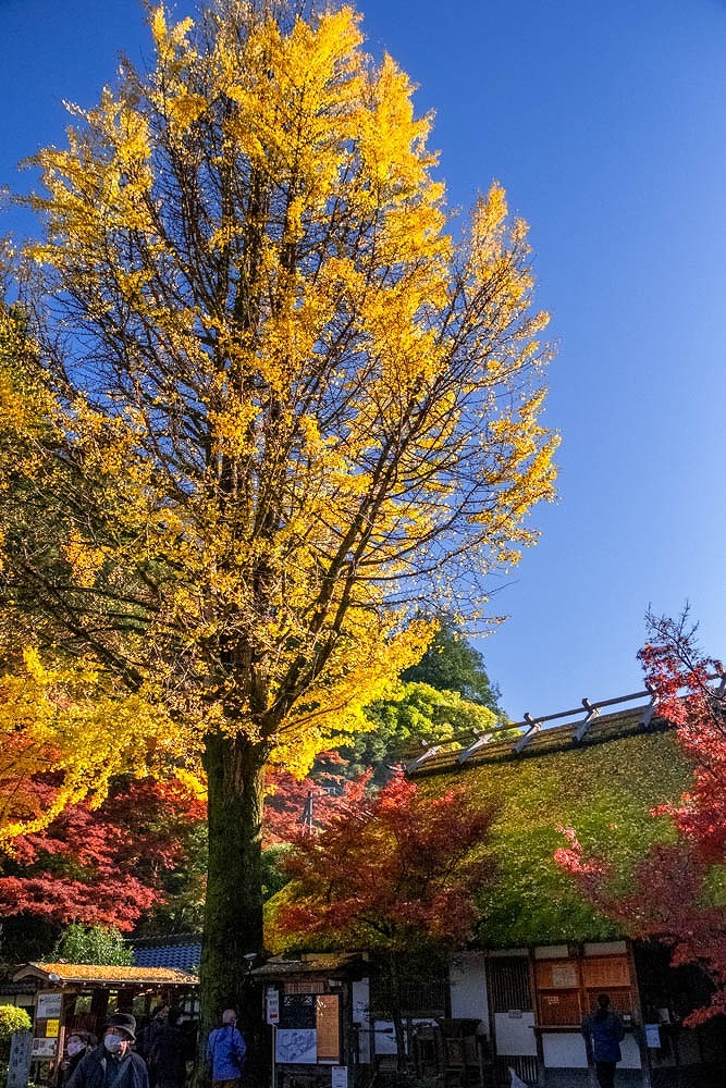 朝の香嵐渓（２）