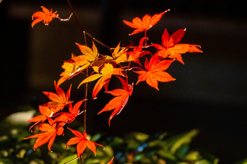 夜の紅葉（５）