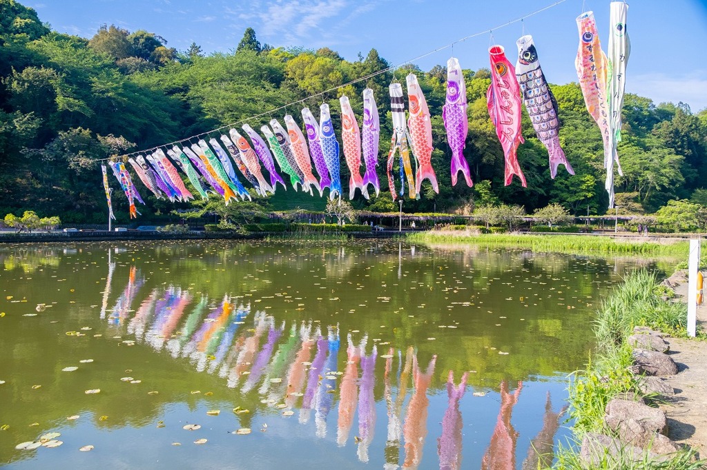 蓮華寺池の藤（４）