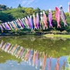 蓮華寺池の藤（４）