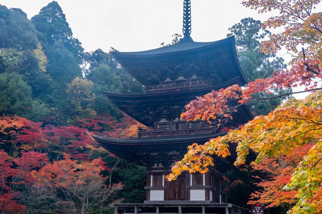 湖東の秋（９）