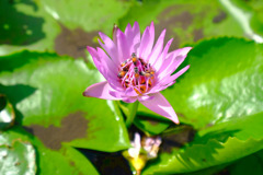 プミポン国王３