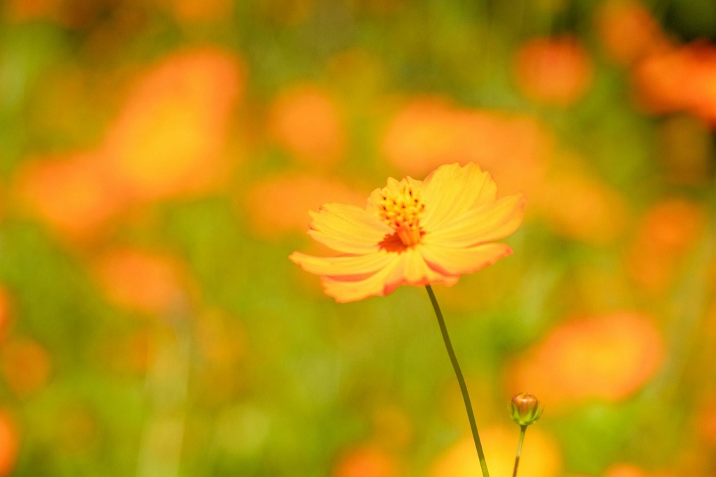 9月の花の都（４）