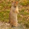 カナダの動物たち（17）