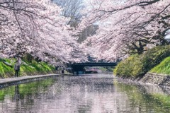 春の松川公園（９）