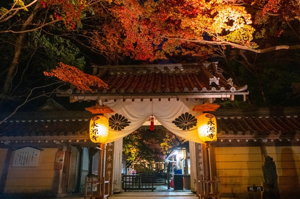 夜の紅葉（３）