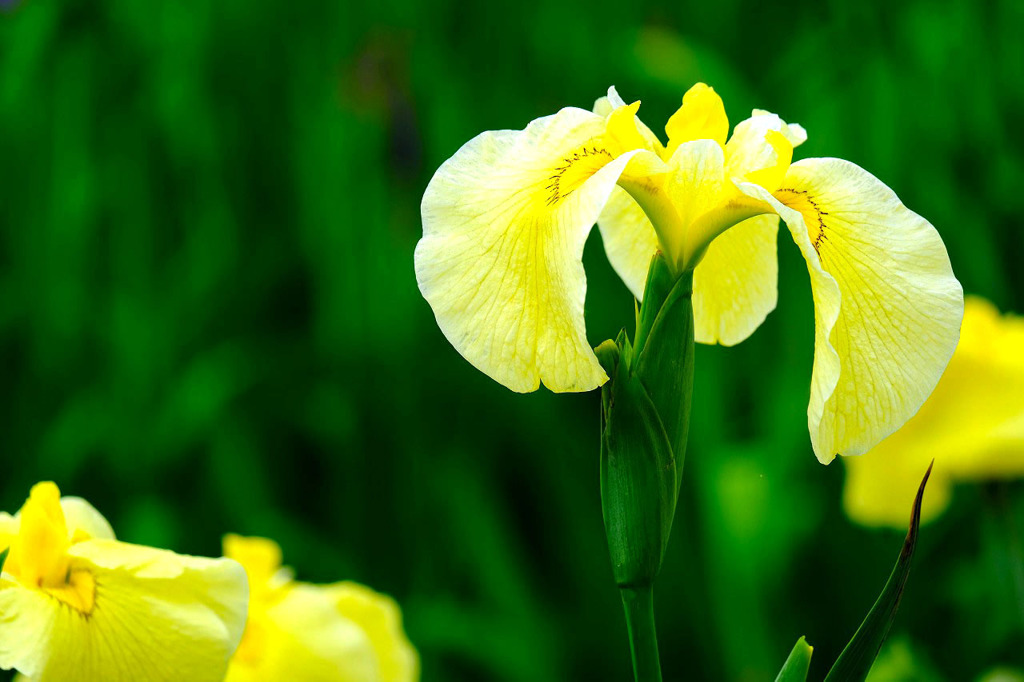加茂荘花鳥園（３）