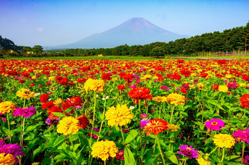 ２０１９山中湖の夏（２）