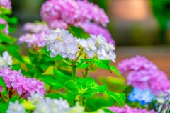 梅雨の鎌倉（15）