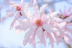 蓮華寺池の春（２）