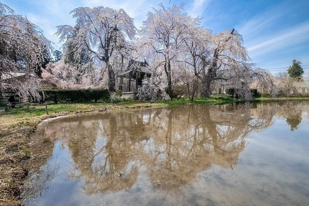 安養寺の桜（２）