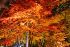 山中湖紅葉まつり(3) 山中湖紅葉まつり(3)