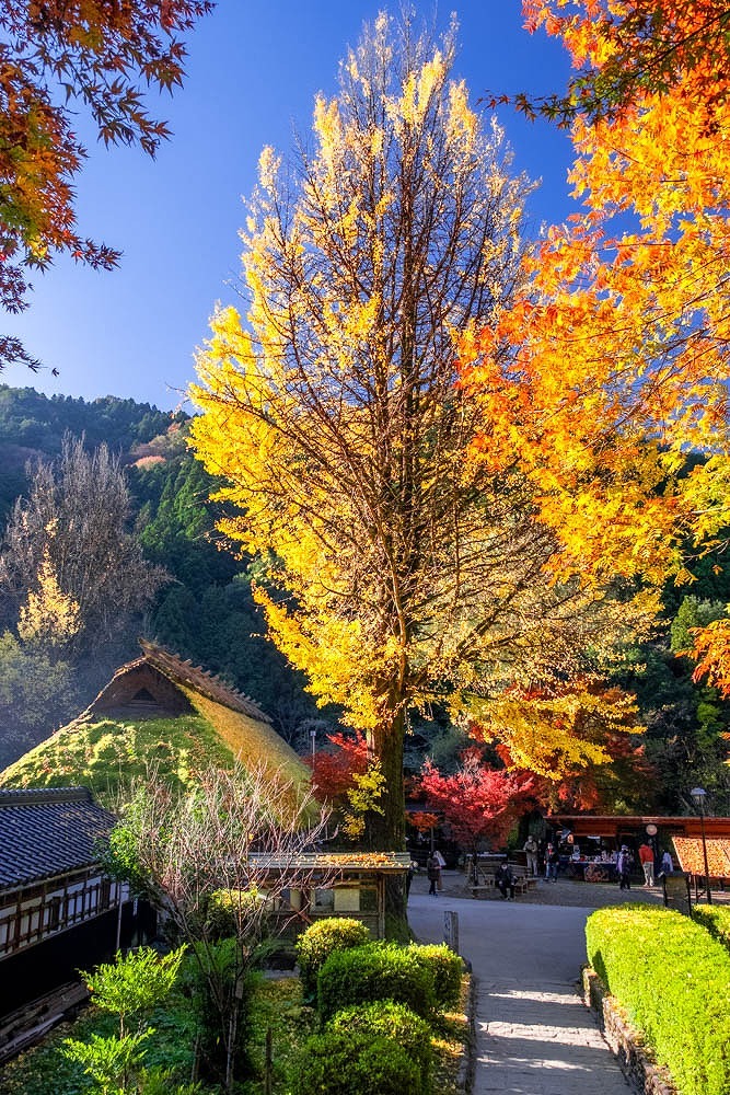 朝の香嵐渓（３）