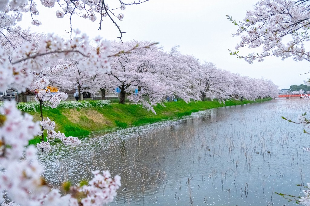 高田城と桜（１）