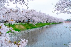 高田城と桜（１）
