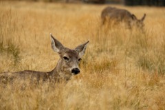 カナダの動物たち（６）