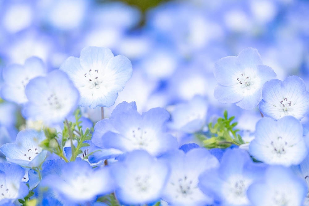 花の都のゴールデンウィーク（３）