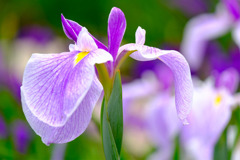 加茂荘花鳥園（１）