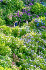紫陽花の下田公園（10）