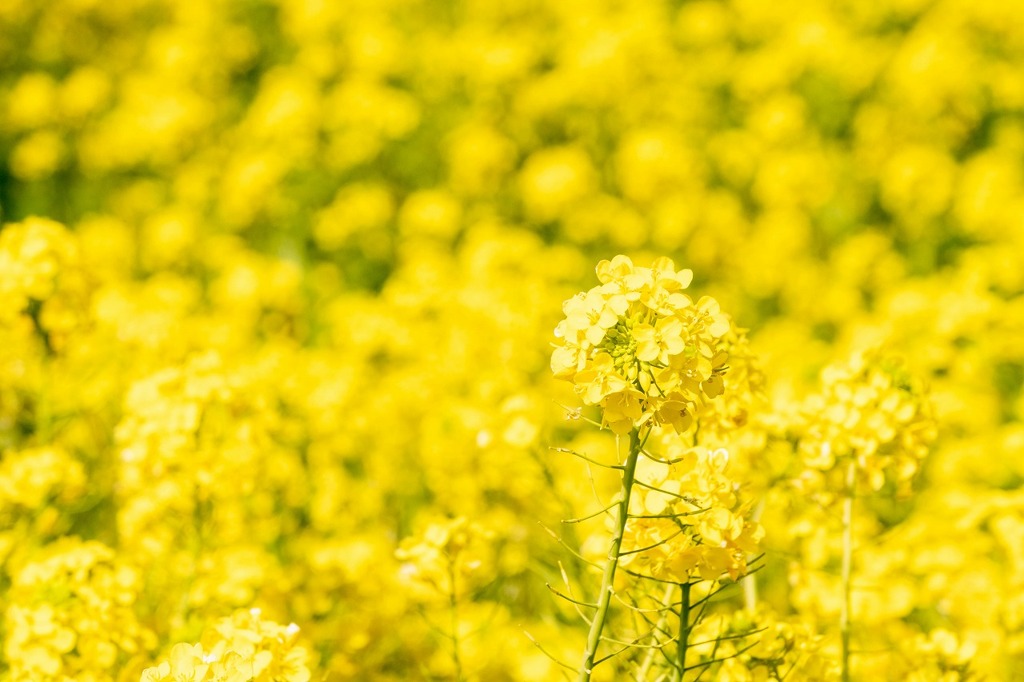 南伊豆菜の花まつり（３）