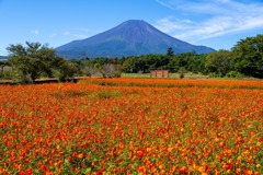 富士山と黄花コスモス（２）