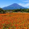 富士山と黄花コスモス（２）