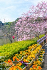 蓮華寺池の春（１）