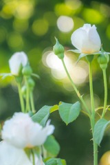 ハイジの村（11）