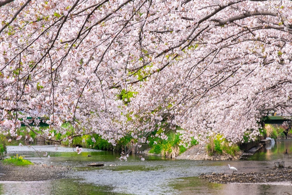 小川と桜（３）