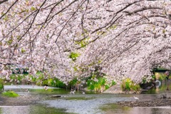 小川と桜（３）