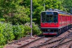 あじさい電車（３）