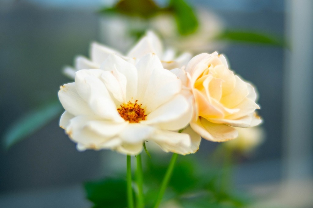 バラの丘公園（２）