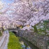 京都の春（35）
