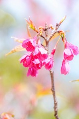 蓮華寺池の春（８）