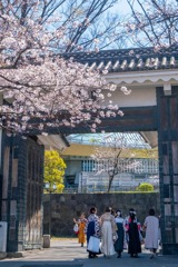 2020年東京の春（11）