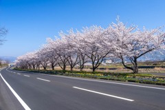 志賀高原の春（２）