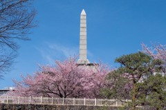 舞鶴城の桜（１）