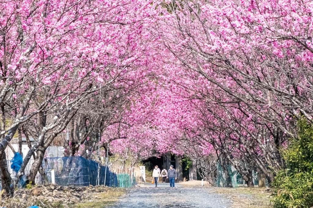 花桃の里（９）