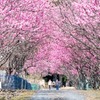 花桃の里（９）