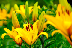 可睡ユリの園（５）