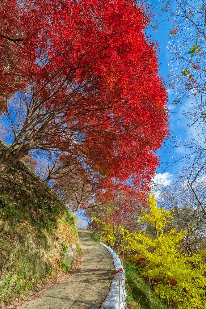 小原四季桜（12）