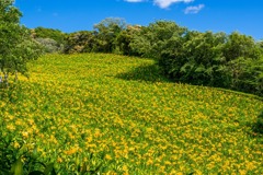 可睡ユリの園（８）