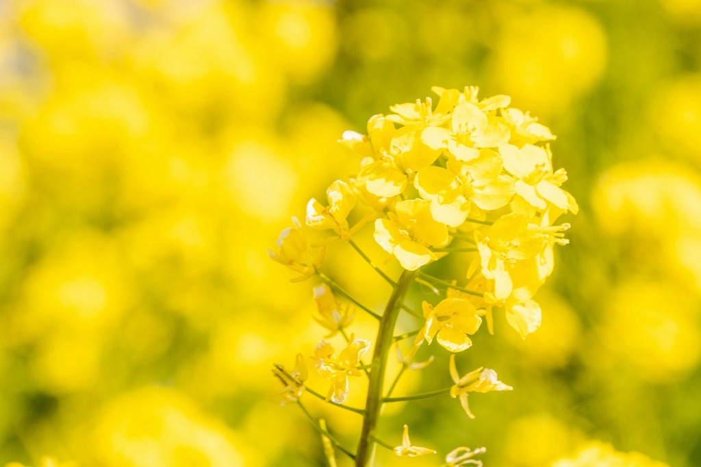 南伊豆菜の花まつり（２）